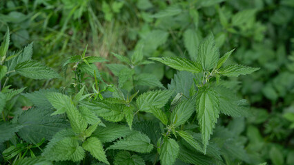 healthy food eating, medicinal herbs - close-up of stinging nettles