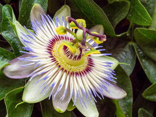 passionflower displays its striking purple and white petals, surrounded by lush green leaves. enchanting scene highlights delicate nature of the flower and its inviting beauty in garden