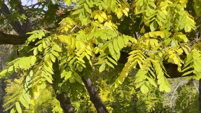 Bright Yellow Green Autumn Tree Leaves Closeup