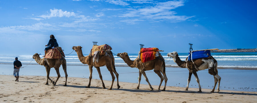 Camels walking along a sandy beach led by a person under a bright blue sky.  Essaouira, Morocco