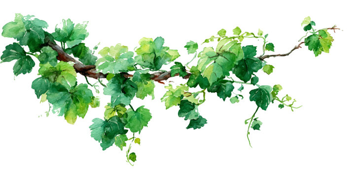Vibrant green grapevine leaves and branches arching gracefully against a bright white background