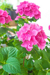 Purple hydrangea in bloom; close up