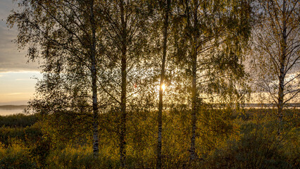 Obraz premium silhouettes of trees against the sunset sky on the shore of the lake, Burtnieki Lake in the evening light