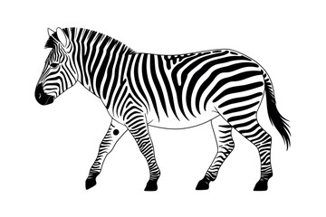 A black and white illustration of a zebra walking across a white background.