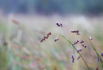 Fototapeta premium Poa pratensis, Kentucky bluegrass, blue grass, or smooth meadow-grass plants on summer field. Wildflowers.
