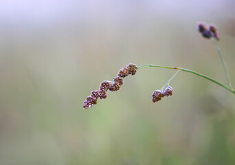 Poa pratensis, Kentucky bluegrass, blue grass, or smooth meadow-grass plants on summer field. Wildflowers.