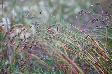 Poa pratensis, Kentucky bluegrass, blue grass, or smooth meadow-grass plants on summer field. Wildflowers.
