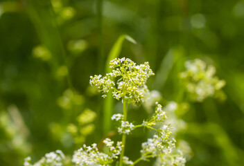 White flowers of a Galium intermedium plant. Natural flora growing on a field.