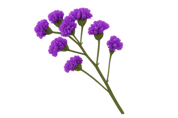 Fototapeta premium Purple statice flowers blooming on a green stem, showcasing a delicate inflorescence. Transparent background