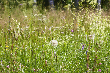 Rural field filled with tall grass and blooms. A symbol of nature's balance and peace.