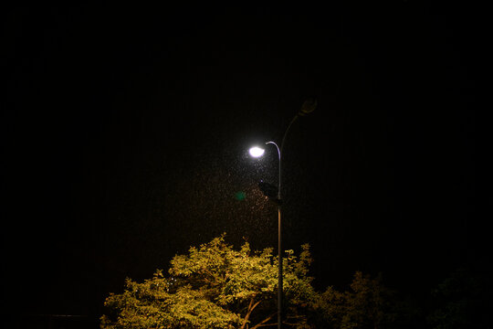 Streetlight illuminates a tree at night under a dark sky. Blankenberge, West Flanders, Belgium