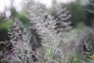 Agrostis gigantea plants. Grassy field. A calm moment of countryside freshness.