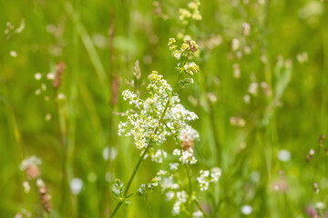 White flowers of a Galium intermedium plant. Natural flora growing on a field.
