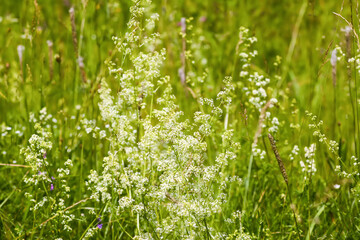 White flowers of a Galium intermedium plant. Natural flora growing on a field.