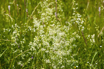 White flowers of a Galium intermedium plant. Natural flora growing on a field.