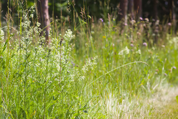 Wild meadow. A tranquil and organic view of summer nature.