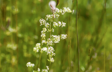 White flowers of a Galium intermedium plant. Natural flora growing on a field.