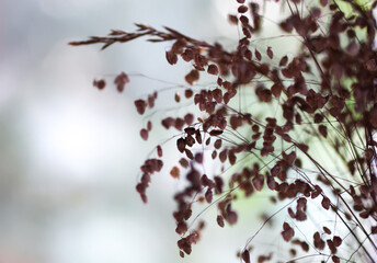 Briza media plant. Wildflower close up.