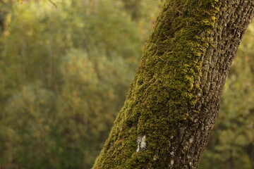 moss on tree, space for text , blurred forest 