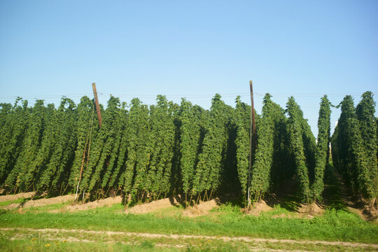 Rows of lush green hop plants grow tall against a clear blue sky on a sunny day in the countryside. Salzkammergut, Salt Domain, Dachstein Mountains, Austria
