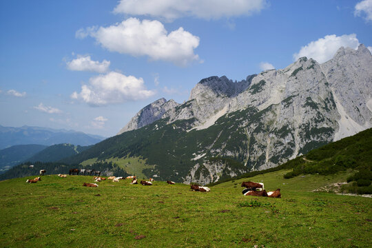 Cows grazing on a lush green meadow with majestic mountain backdrop under a blue sky. Salzkammergut, Salt Domain, Dachstein Mountains, Austria