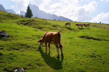 Cows grazing on a lush green hillside with mountains in the background. Salzkammergut, Dachstein Mountains, Austria