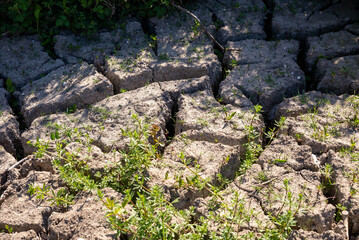 In rural setting, dry cracked soil shows crevices where small green plants growing. Sunlight highlights texture of earth, revealing struggle for life in arid conditions