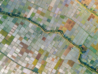 Aerial view of patchwork rice fields with a winding green path. Lombok, Sembalun, Indonesia