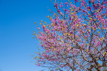 Vibrant tree displays clusters of pink flowers alongside new green leaves against bright blue sky, capturing beauty of springtime in full bloom