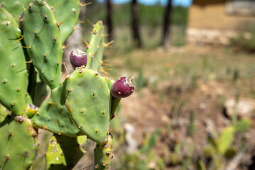 vibrant cactus stands tall in sunny garden, showcasing purple fruit atop its green pads. In background, rustic structure and greenery complete serene natural scene