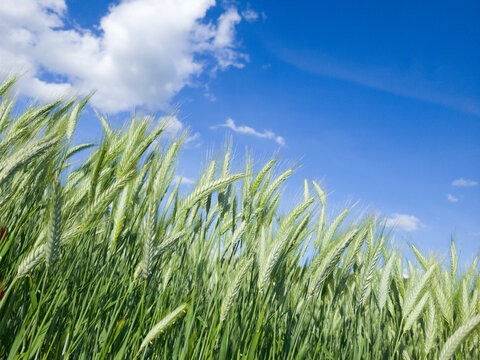 Green Wheat Field in Upper Austria under Blue Sky &ndash; Agricultural Landscape in Early Summer
