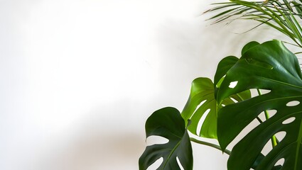 Tropical monstera deliciosa plant leaves against a clean white wall with soft lighting