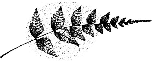 Obraz premium Vintage black and white illustration of dried fern leaf for botanical design