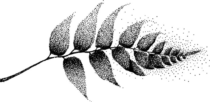 Black and white dried fern leaf with curled edge - vintage nature art for decoration