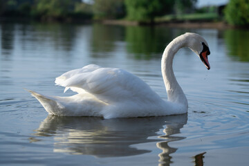 Fototapeta premium swan on the lake