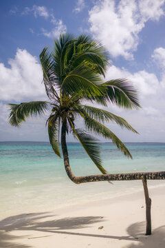 A lone palm tree bends over a pristine white sandy beach with turquoise ocean and blue skies. Pantai kelapa miring in Kei Kecil, Southeast Maluku, Indonesia