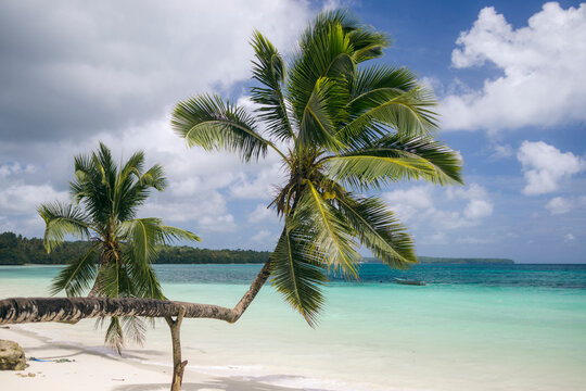 Tropical beach with palm trees leaning over white sand and turquoise water under a blue sky. Pantai kelapa miring in Kei Kecil, Southeast Maluku, Indonesia