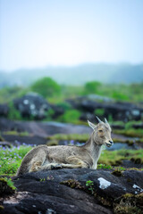 Nilgiri Tahr grazing on a rocky mountain trail in Munnar, Kerala