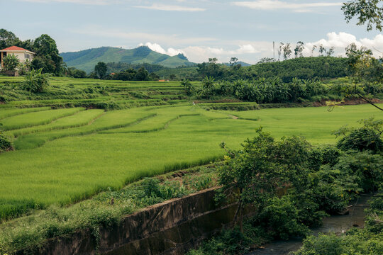 Lush green terraced rice fields stretch across a serene rural landscape under a partly cloudy sky. Binh Lieu District, Quang Ninh, Vietnam