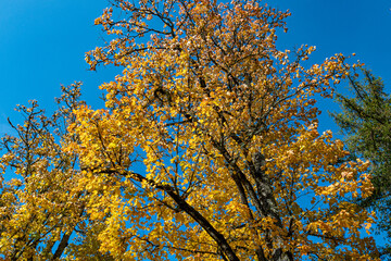 colorful and bright leaves against the blue sky, autumn colors in nature, yellow