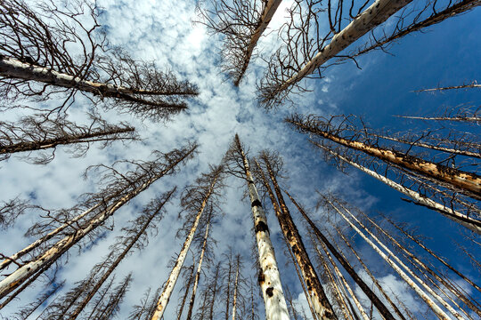 Leafless trees reach towards a blue sky, surrounded by scattered clouds, in a forest landscape. Waterton, Alberta, Canada