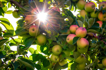 Sunlight filtering through lush branches of an apple tree with ripe fruit hanging in clusters.