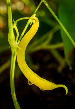 Close-up of a yellow bean pod hanging from a plant stem with dew drops.