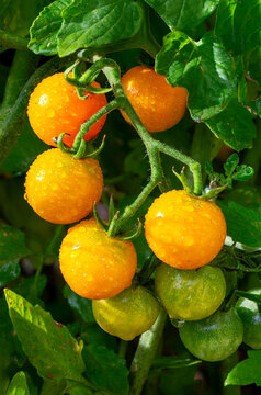Cluster of fresh orange and green tomatoes with water droplets on a leafy vine.