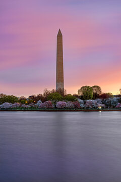 Washington Monument with cherry blossoms at sunset over calm water.  Washington DC, WA, USA