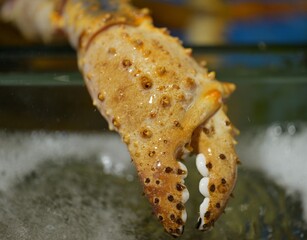 Crab Claw Coming Out of Water
Fresh crab claw raised above the water. Macro seafood detail.