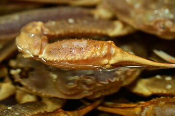 Crab Claw Coming Out of Water
Fresh crab claw raised above the water. Macro seafood detail.
