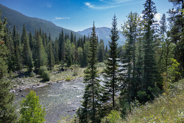 Forest river with evergreen trees and mountains under a bright blue sky. Waterton Lakes National Park, Alberta, Canada