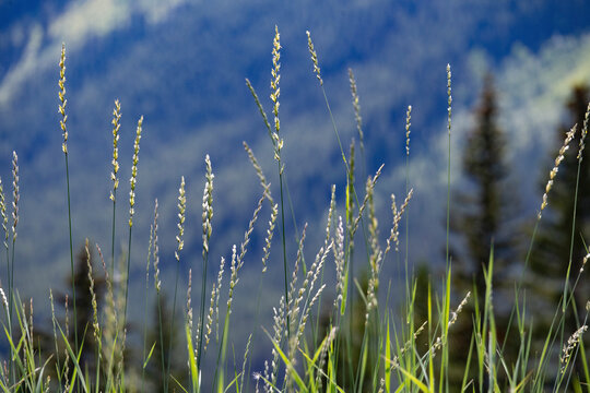 Tall grasses sway gently against a blurred backdrop of evergreen trees and distant mountains. Waterton Lakes National Park, Alberta, Canada