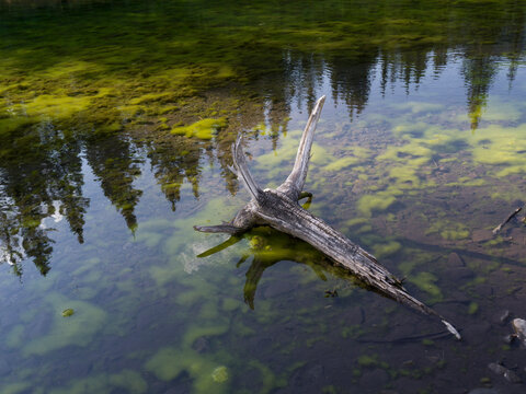 A fallen tree trunk partially submerged in a clear, reflective pond with algae and trees. Kananaskis, Alberta, Canada